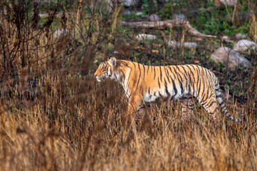 indian wild female tiger or panthera tigris side profile walking or territory stroll prowl terai region forest in natural scenic grassland in day safari at jim corbett national park uttarakhand india - 758785668