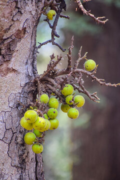 Loa tree with bunch of fruits hanging. Also called cluster fig or gular, Ficus Racemosa.