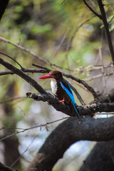 White breasted King Fisher bird perching on a branch. Colourful bird in nature, Kingfisher.