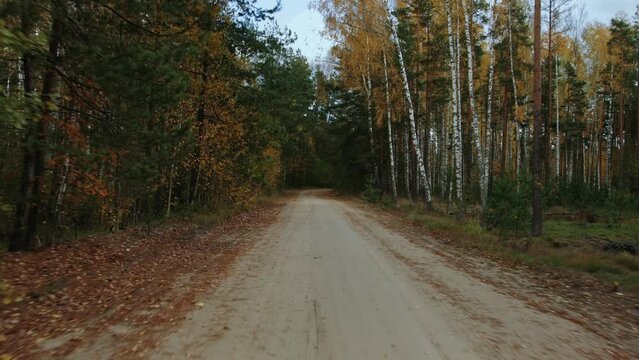 Car is driving on sandy dirt road along birches coniferous fir trees, autumn fall. View through rear windshield windscreen, back glass screen. Travel journey. Countryside dry-weather unpaved road