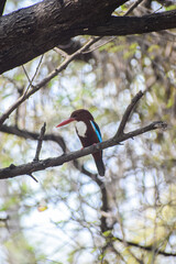 White breasted King Fisher bird perching on a branch. Colourful bird in nature, Kingfisher.
