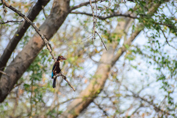 White breasted King Fisher bird perching on a branch. Colourful bird in nature, Kingfisher.