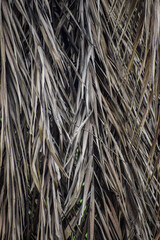 Dried coconut leaves seamless background. 