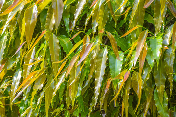 Seamless natural leaves background. Medicinal Ashoka tree or Mast tree, Monoon longifolium.