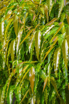 Seamless natural leaves background. Medicinal Ashoka tree or Mast tree, Monoon longifolium.