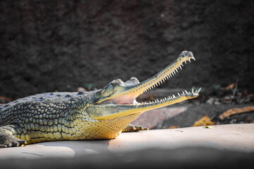 Gharial, fish eating crocodile near the pond. Gavialis gangeticus.