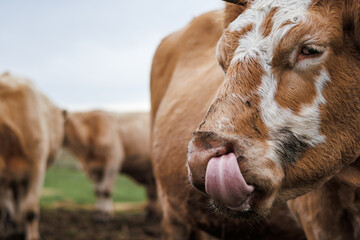 Cow with her tongue out on pasture. Animal head. Domestic cattle livestock at farm
