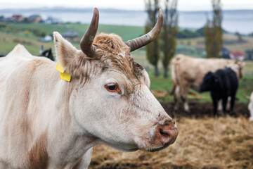 White cow at animal farm. Domestic cattle free range. Livestock on pasture