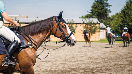 Horse training in paddock before equestrian show jumping. Animal sport competition. Horseback...