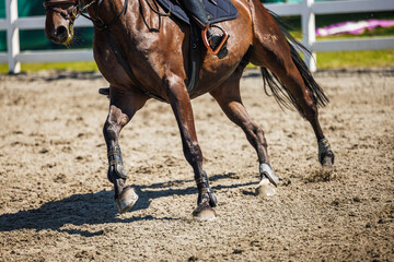 Legs of running horse during sport equestrian event. Selective focus on animal hoof. Horseback...