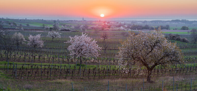 blühende Kirschbäume nahe Donnerskirchen, Sonnenaufgang, Burgenland, Österreich