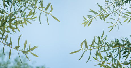Leaves of olive tree branch on against a blue sky background - 758791607