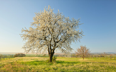 Obraz premium blühende Kirschbäume nahe Donnerskirchen, Burgenland, Österreich