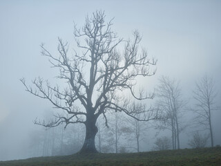 Baum im Nebel, Buchauer Sattel, Ennstaler Alpen, Österreich