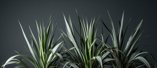 Pandanus plants against a gray backdrop