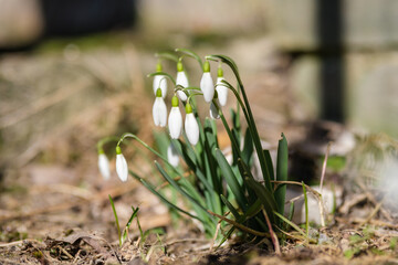 Blossoms of Resilience: Snowdrops Flourishing in Latvia's Spring, Sniegpulkstenites