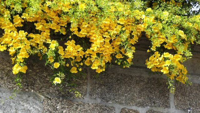 Tecoma stans is flowering perennial shrub in trumpet vine family, Bignoniaceae, that is native to Americas. It is yellow trumpetbush, yellow bells, yellow elder, ginger-thomas.