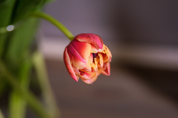 Radiant Revelry: Sunlit Splendor of Vibrant Tulips, Tulpes, Tulipa