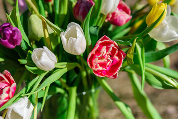 Warm Glow: Tulips Awash in Sunlight's Radiant Aura, Tulpes, Tulipa