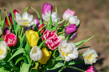 Sunlit Spectacle: Tulips Radiating Joyful Colors, Tulpes, Tulipa