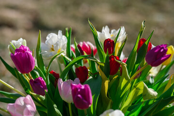 Sunlit Melody: Tulips Singing in Colorful Harmony, Tulpes, Tulipa