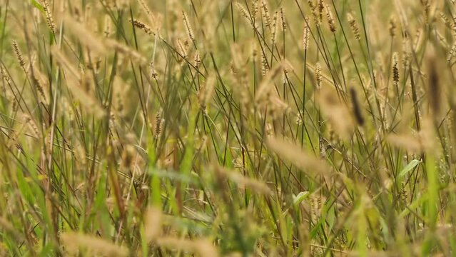 Cenchrus ciliaris, African foxtail grass, Pennisetum ciliare . Other names by which this grass is known include dhaman grass, anjan grass, koluk katai and buffelgrass.
