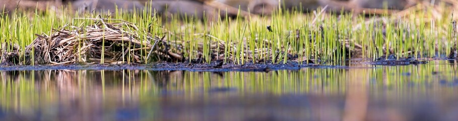 reed shoots in early spring wetlands