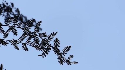 Osteomeles schwerinae is species of plant native to China. Its flowers are white and resemble those of hawthorn species. It produces small, white, round berries that are actually pomes.