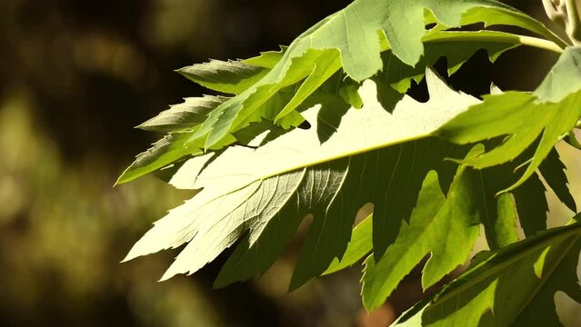 Bocconia frutescens is plume or tree poppy, celandine, parrotweed, sea oxeye daisy, John Crow bush, gordolobo, llorasangre, tabaquillo, palo amarillo, palo de toro and pan cimarron, and bois codine