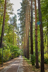 perspective view of alley in botanical garden