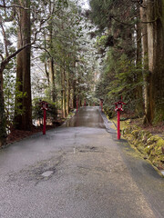 森の中の小道にある参道。