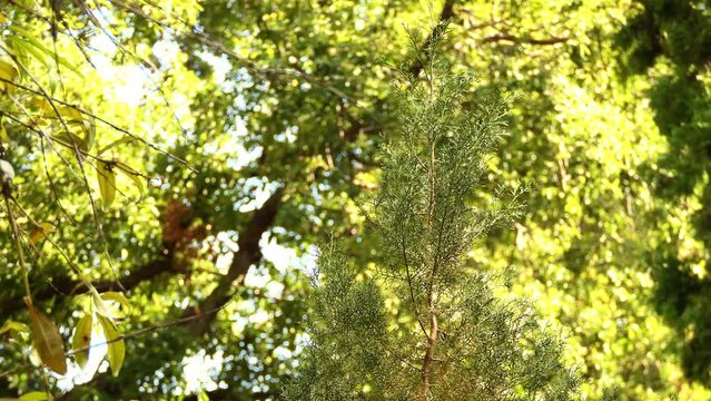 Tetraclinis (arar, araar or Sictus tree) is genus of evergreen coniferous trees in cypress family Cupressaceae. Tetraclinis articulata, Thuja articulata, sandarac tree or Barbary thuja.