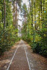 Fototapeta premium perspective view of alley in botanical garden