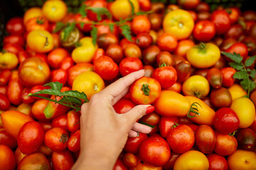 Hand Selecting a Fresh Tomato Among Various Heirloom Varieties at a Farmers Market