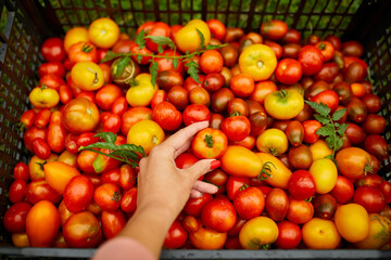 Hand Selecting a Fresh Tomato Among Various Heirloom Varieties at a Farmers Market