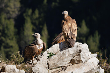 Grupo de buitre leonado, gyps fulvus, posados sobre roca en el Barranc del Cint de Alcoi, España