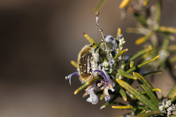 Escarabajo del sudario o de las flores (Oxythyrea funesta) en arbusto de romero (Rosmarinus officinalis L.), Alcoy