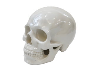 the left cheek of a skeleton