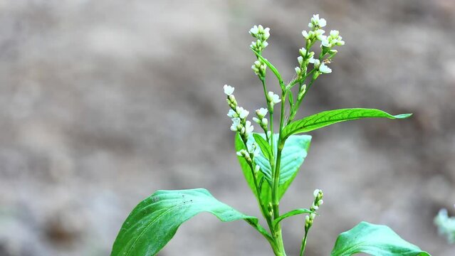 Persicaria tinctoria is species of flowering plant in buckwheat family. Names include Chinese indigo and Japanese indigo. It is native to Eastern Europe and Asia. It is source of indigo dye.