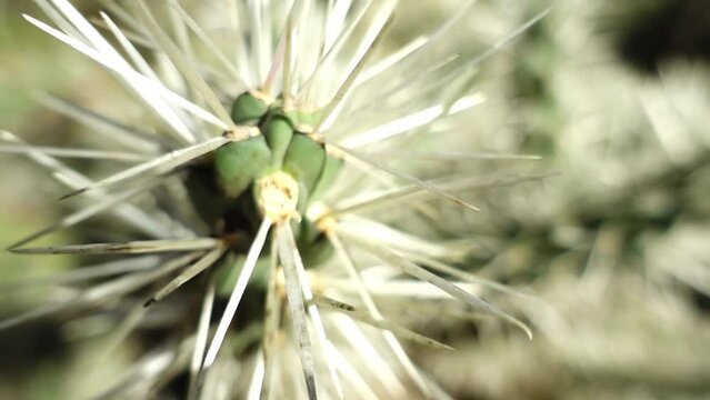 Cylindropuntia tunicata, commonly referred to as sheathed cholla, is a cholla native to the Chihuahuan Desert of North America and parts of South America.