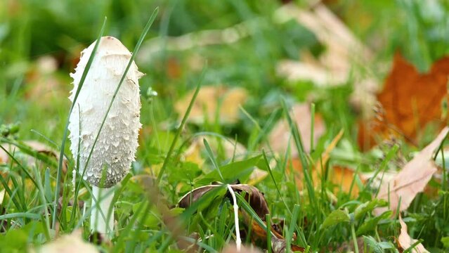 Coprinus comatus, shaggy ink cap, lawyer's wig