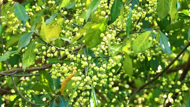 Celastraceae Images – Browse 2,233 Stock Photos, Vectors, and Video ...
