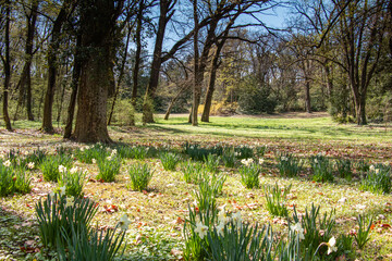 Yellow daffodils in the park in spring.