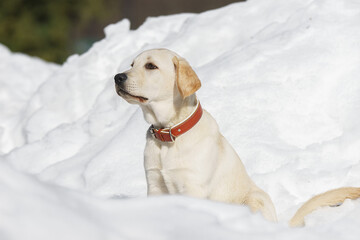 Young labrador observing winter grounds in the nature.. - 758803006