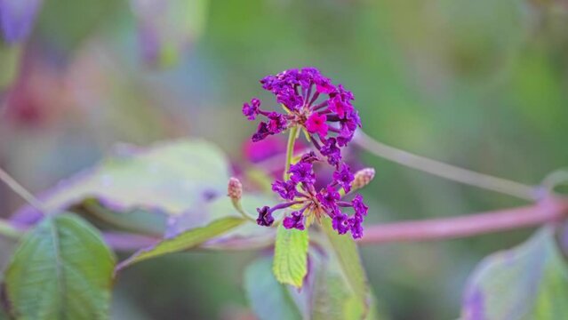 Lantana camara, also known as big-sage