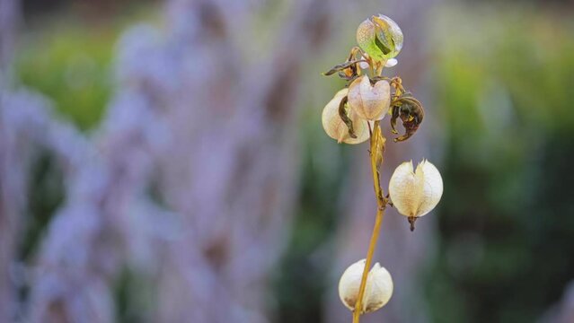 Nicandra physalodes (shoo-fly plant)