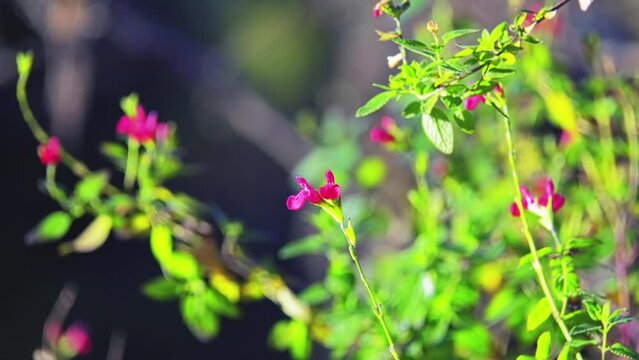 Salvia microphylla (Blackcurrant sage)