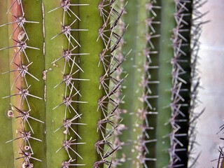 Nahaufnahme Kaktuspflanze