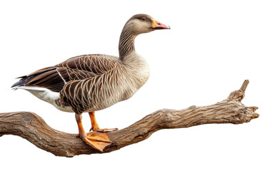 Perched Goose isolated on transparent Background