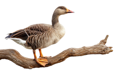 Perched Goose isolated on transparent Background